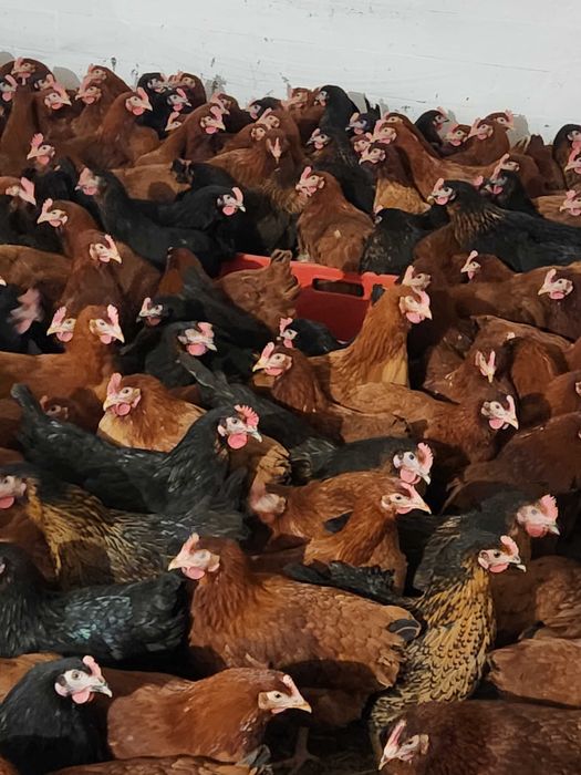 Kury mlode nioski kurki z jajkiem ROSA Leghorn Messa kura piękna duża