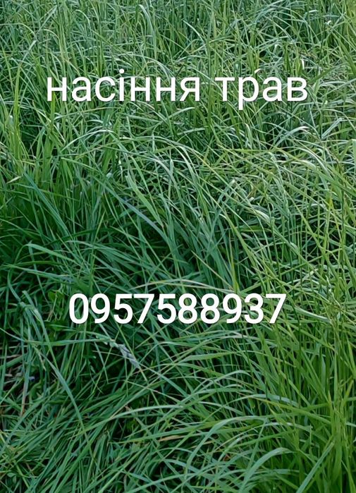 Насіння суміш трав від виробника, сінокісна, кормова, газонна,ремонтна