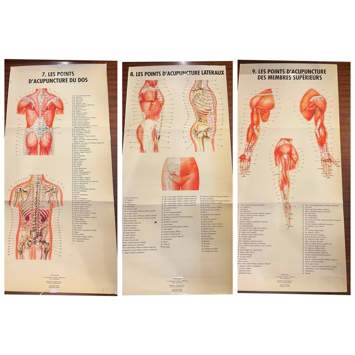 12 Posters / Pranchas de Acupuntura e Anatomia – PHU-XUAN Paris | MTC
