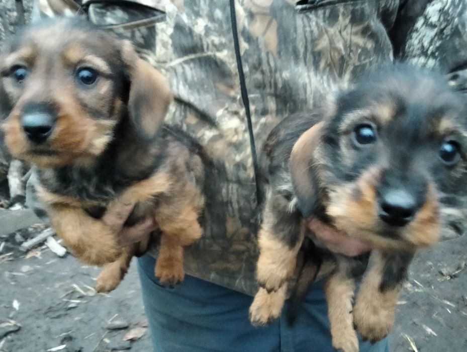 Такса жорсткошерстна