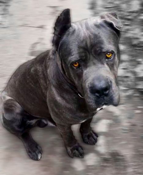 Кане- корсо  тигровий