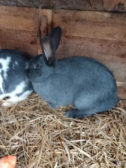 Sprzedam króliki