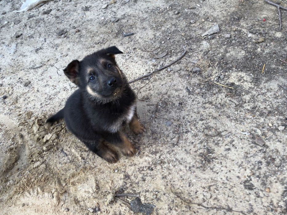 Щенки немецкой овчарки