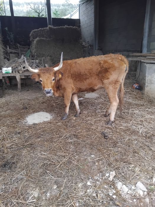 Novilha cachena com 3 anos