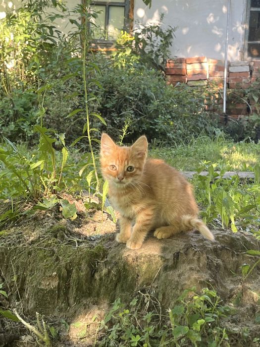 Віддам в добрі руки котиків