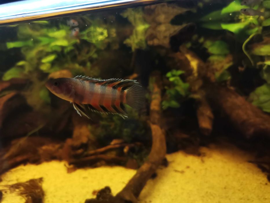 Buszowiec ansorga Microctenopoma ansorgii