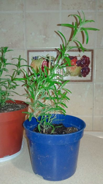 Розмарин лікарський