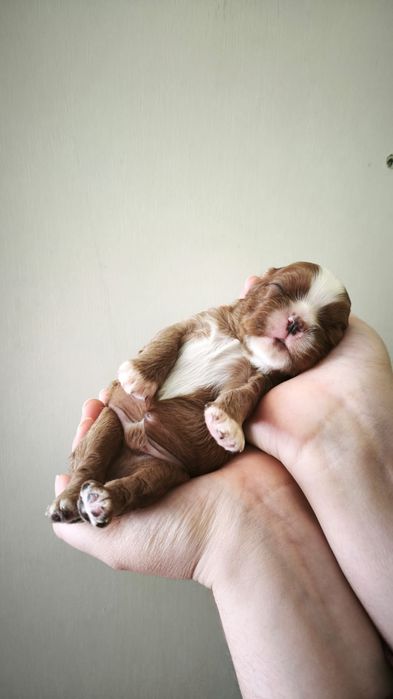 Кавалер Чарльз кинг спаніель девочки рубин