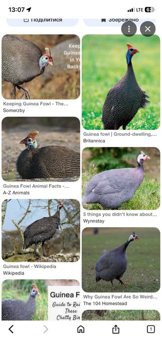 Яйця цесарки інкубаторні