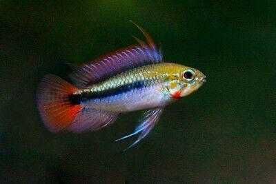 Apistogramma Erythrura (Sp.Rio mamore)