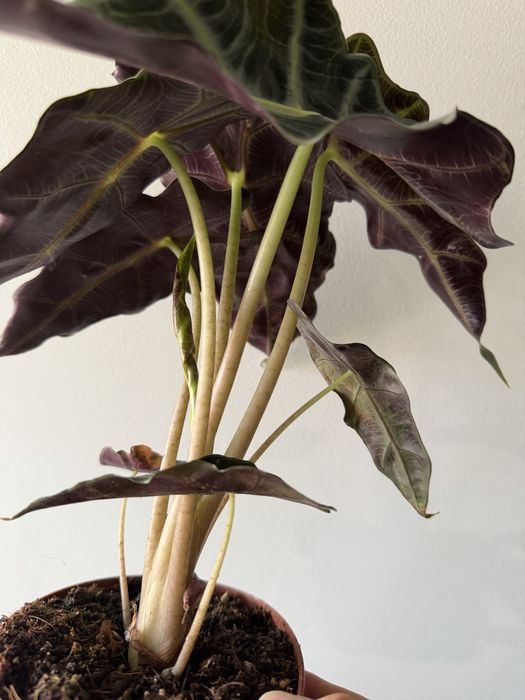 Alocasia amazonica