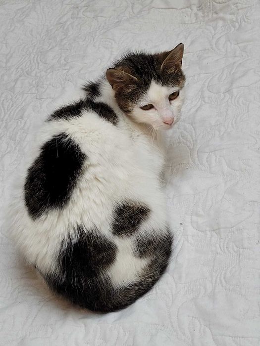 Dzielna kocia mama -Tina. Kto się nią zaopiekuje?