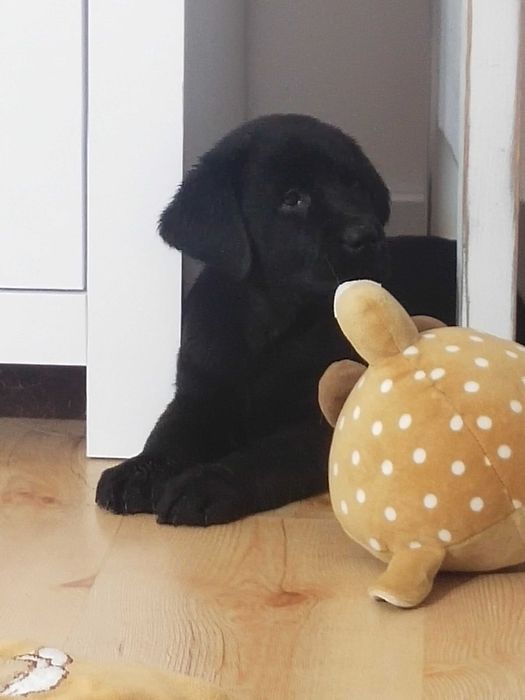 Labrador Retriever ZKwP piękne  szczenięta z domowej hodowli ZKwP FCI