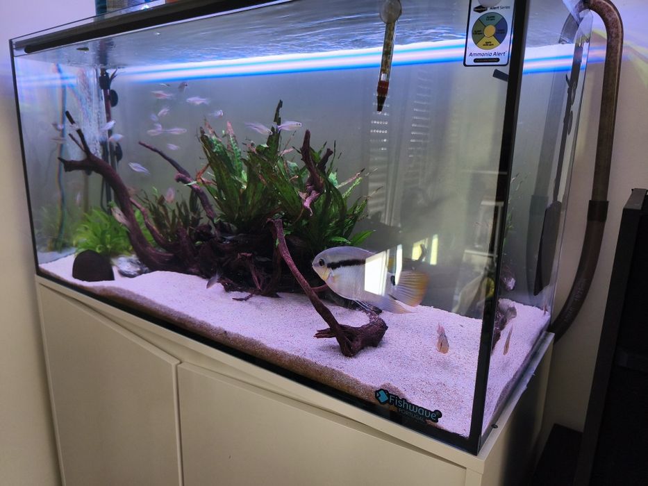 Aquário Aquatlantis