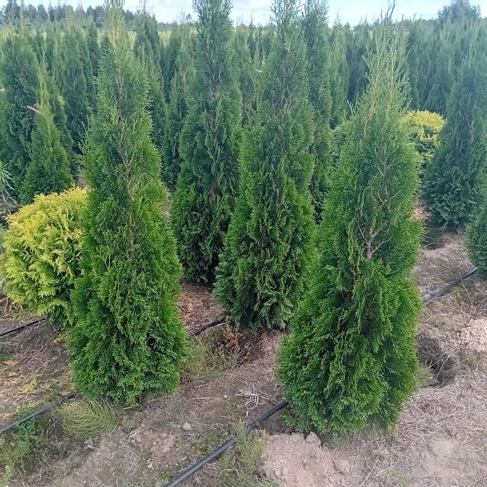 Tuja kórnik szmaragd braband blue arrov globosa swierk  jodła