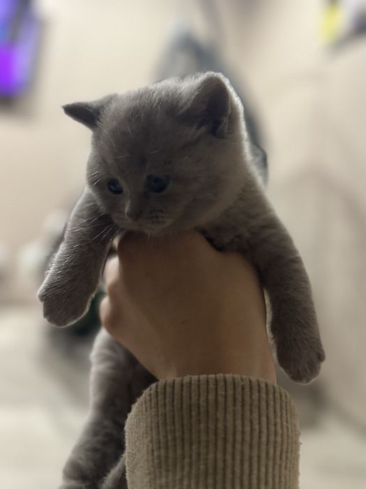 Британське кошеня