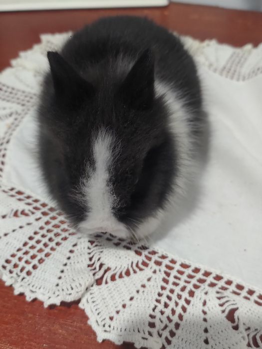 Coelho anao muito fofinhos