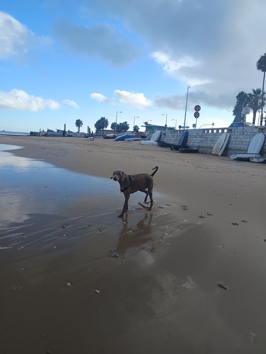 Dog Walking / Petsitting