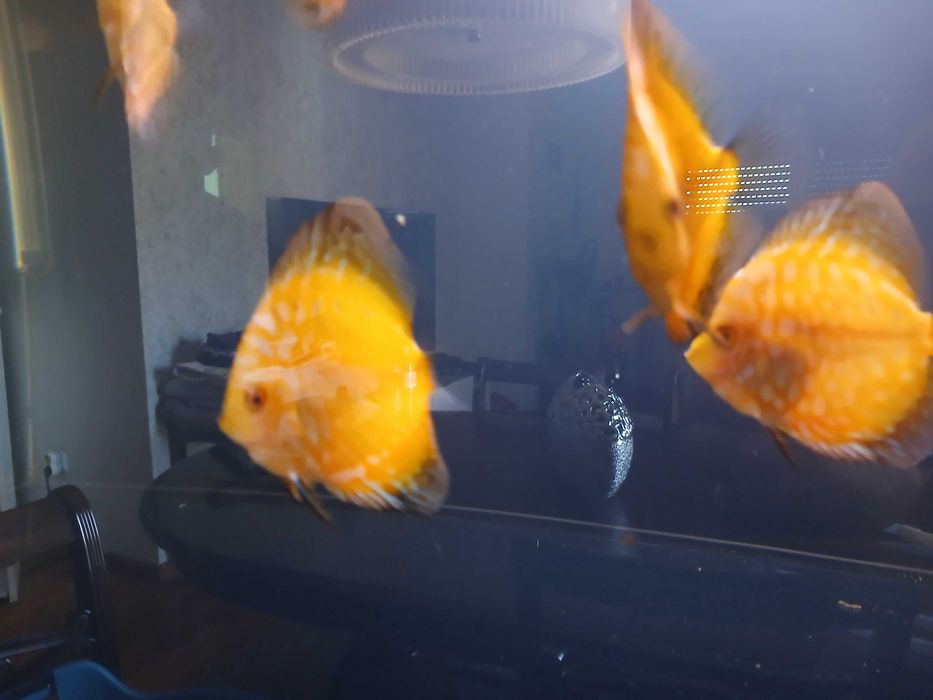 discus checkerboard