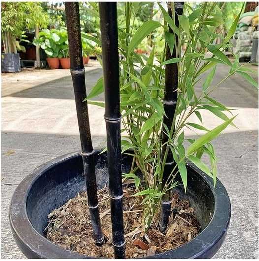 Азиміна Обмін Гінкго Ginkgo biloba