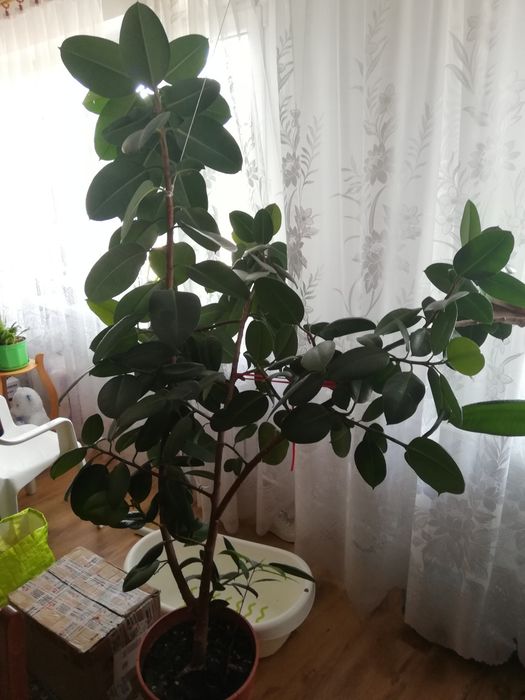 Fikusowe drzewko
