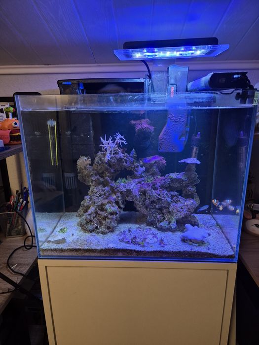 Akwarium morskie 60 litrów