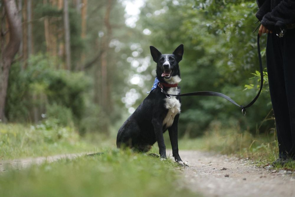Adopcja ze schroniska - Dizel