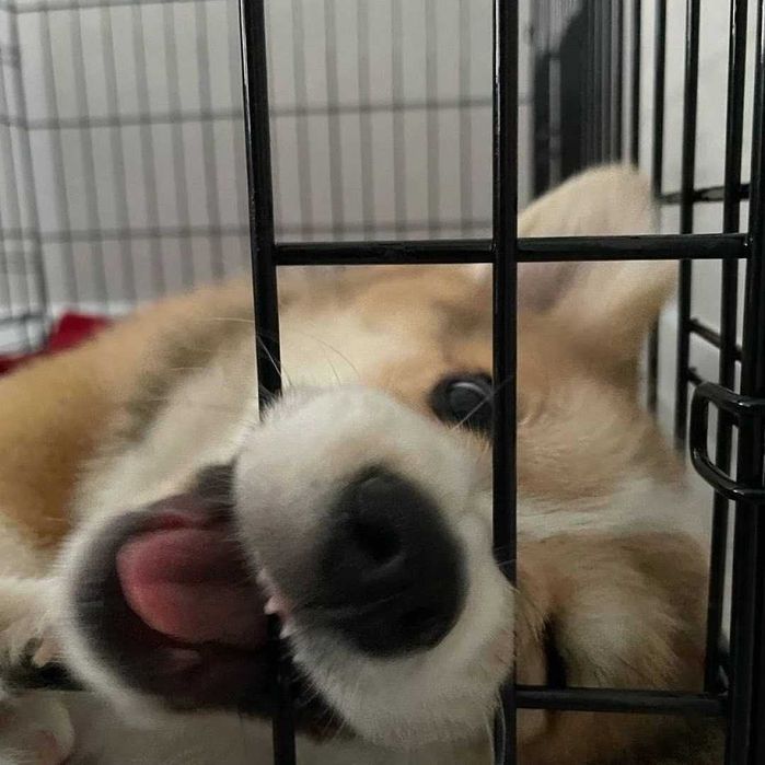 Клітка клетка №3,4,5,6,7 розміри манеж для собак кошек переноска будка