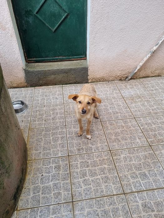 Temos este menino para adoção