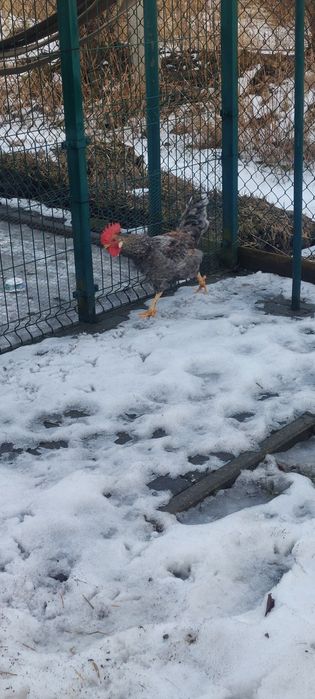 Koguty z własnej hodowli