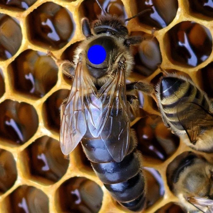 Matki pszczele PRZEZIMOWANE- Krainka Unasienniona