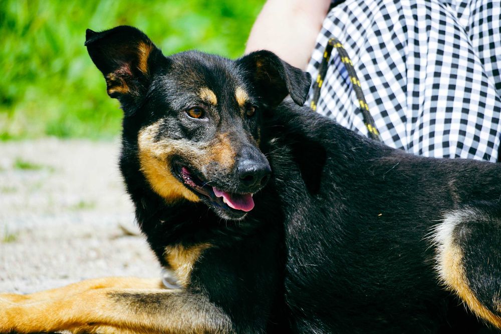Dili - śliczna suczka szuka domu