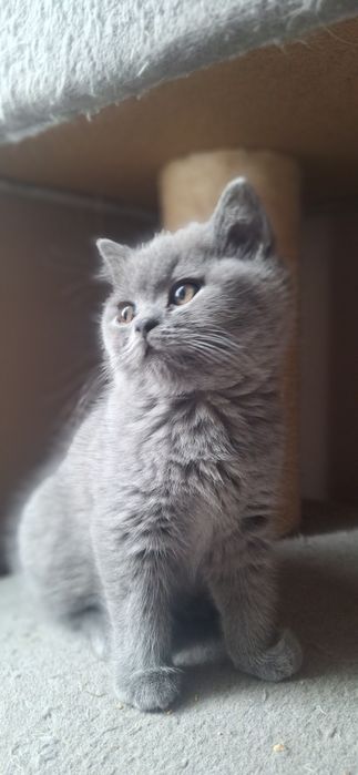 Kot brytyjski WCF SHK