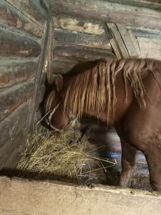 Продам 7 річного,кастрованого Коня.