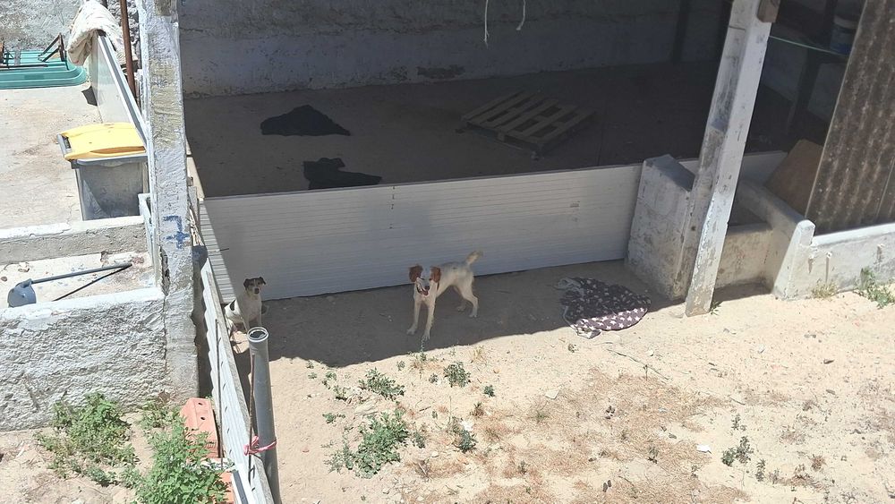 Cadela para adopção responsável