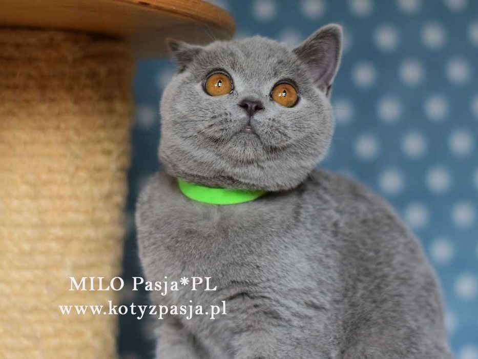 Kot brytyjski niebieski Milo Pasja*PL rodowód FPL/FIFE