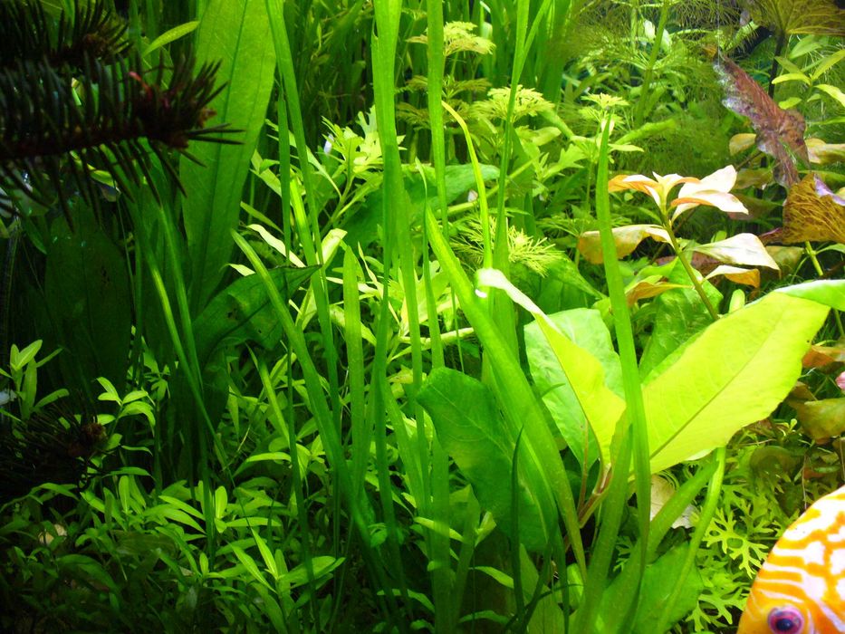 Nurzaniec-Vallisneria i wiele innych