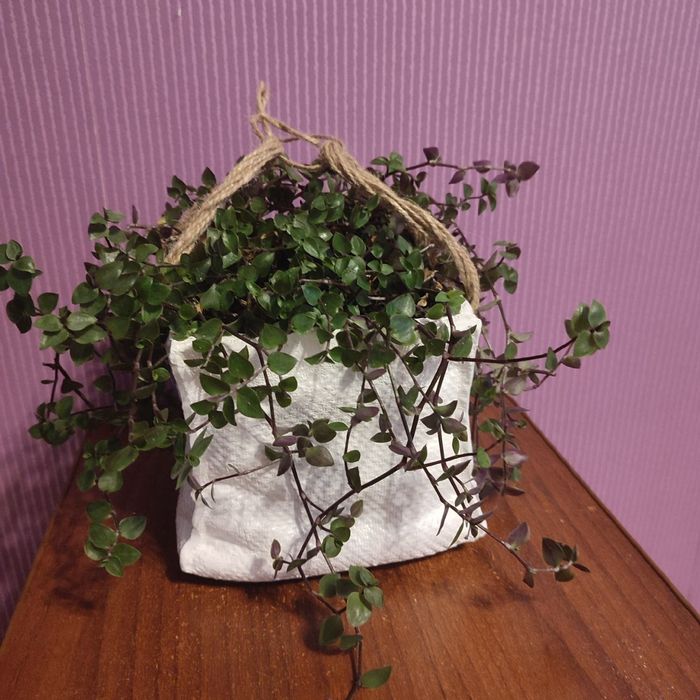 Традесканция мини