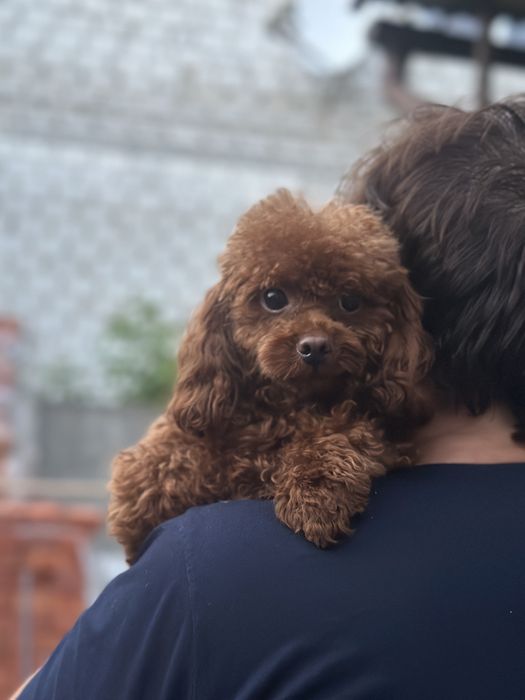 Підрощений хлопчик ТОЙ ПУДЕЛЬ РЕД БРАУН