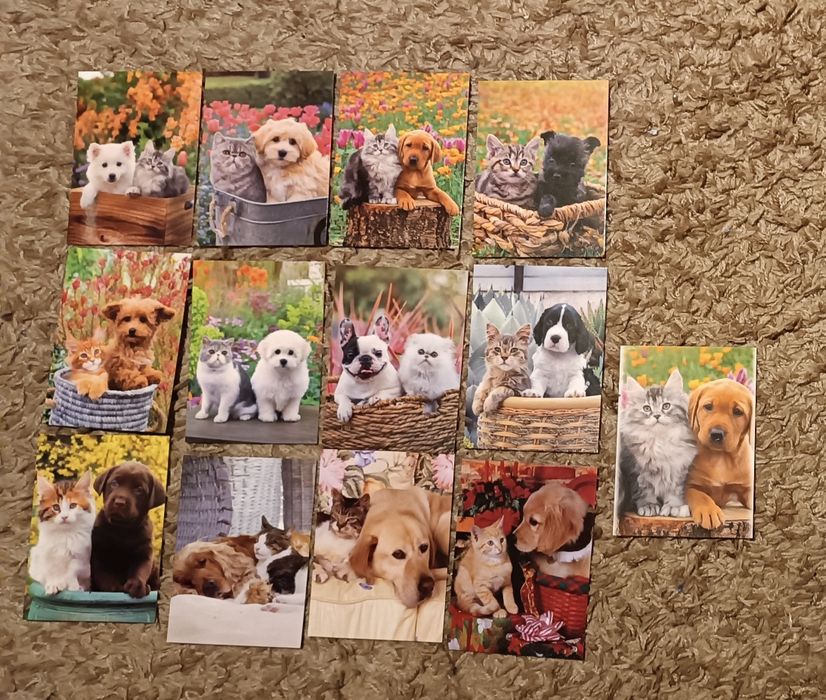 Pocztówki widokówki pies i kot 12 + 1 gratis