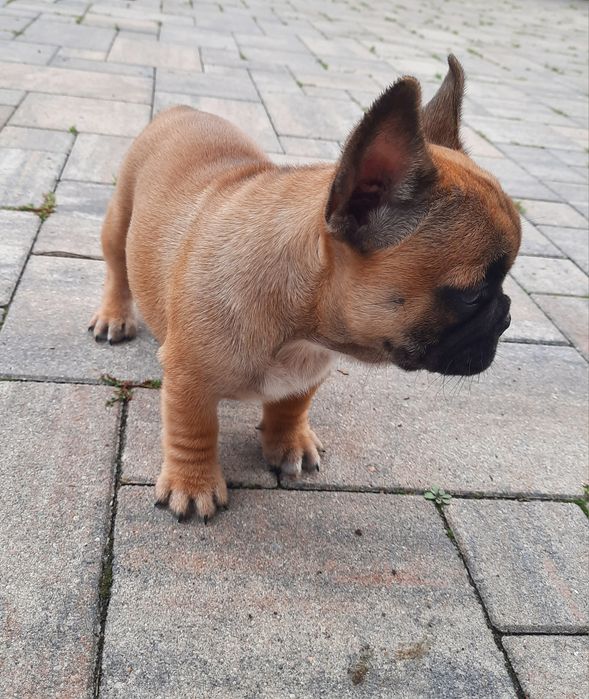 Suczka buldog francuski