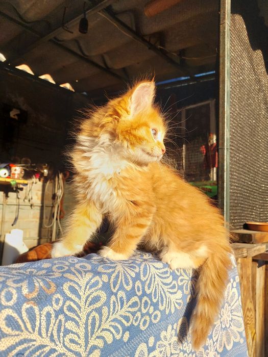 Котики мейн куни Суми