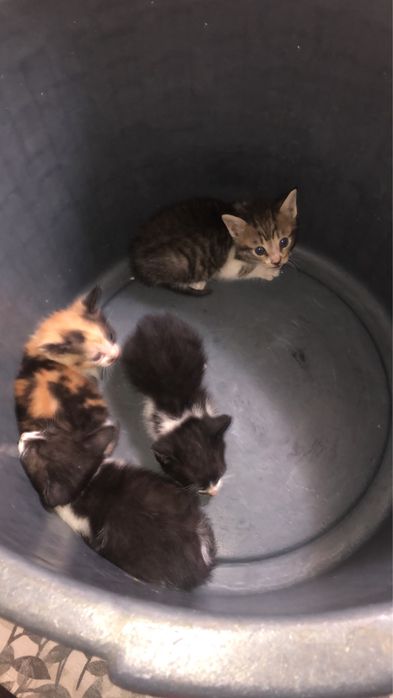 Gatinhos para adoção