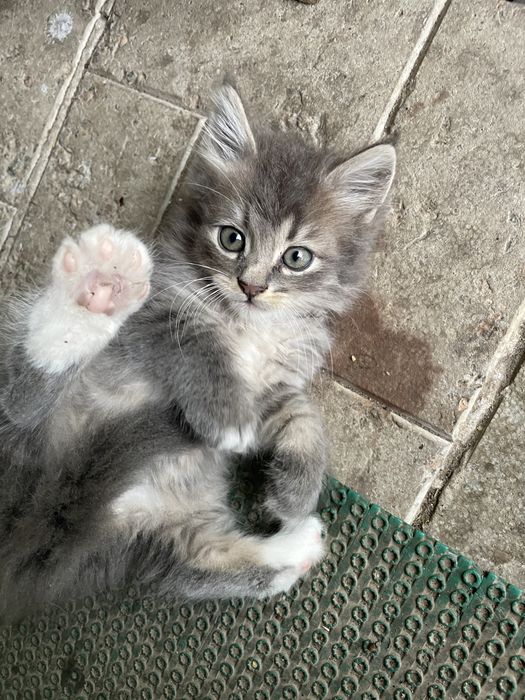 Отдам четыре котенка 2 вислоухих
