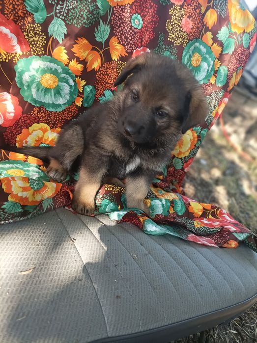 Продам щенков немецкой овчарки