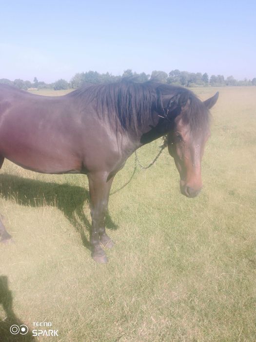 Продам кобилу у добрі руки
