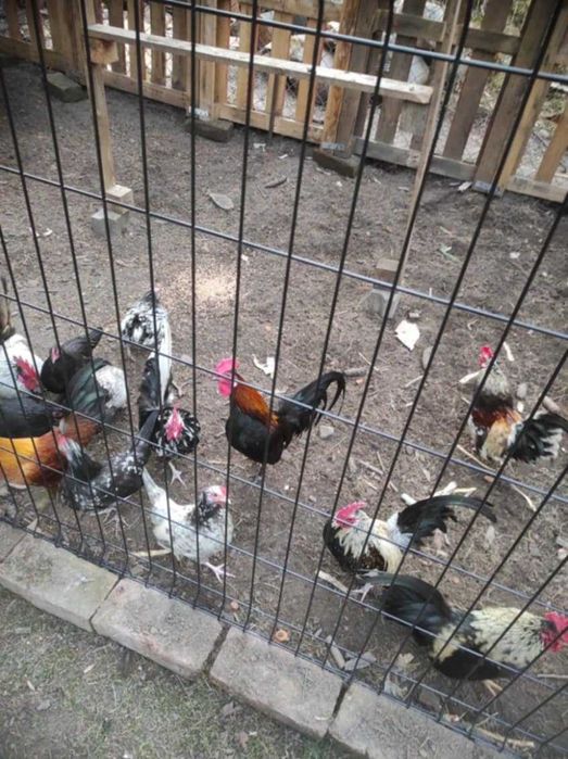 Sprzedam Kurki karzełki