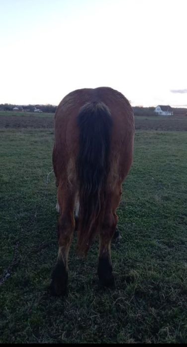 Продається лошичка