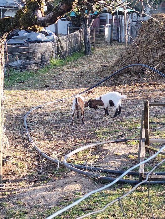Vendo cabras micro cabras micro ana