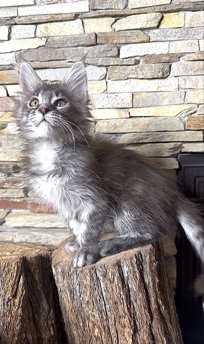 Хлопчик мейн-кун в чорному мармуровому забарвлені на сріблі